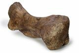 Dinosaur (Triceratops) Metatarsal w/ Metal Stand - Wyoming #356933-4
